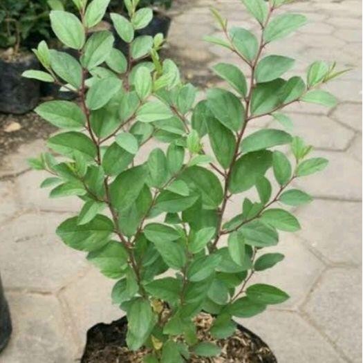 

tanaman bidara arab +pot hitam