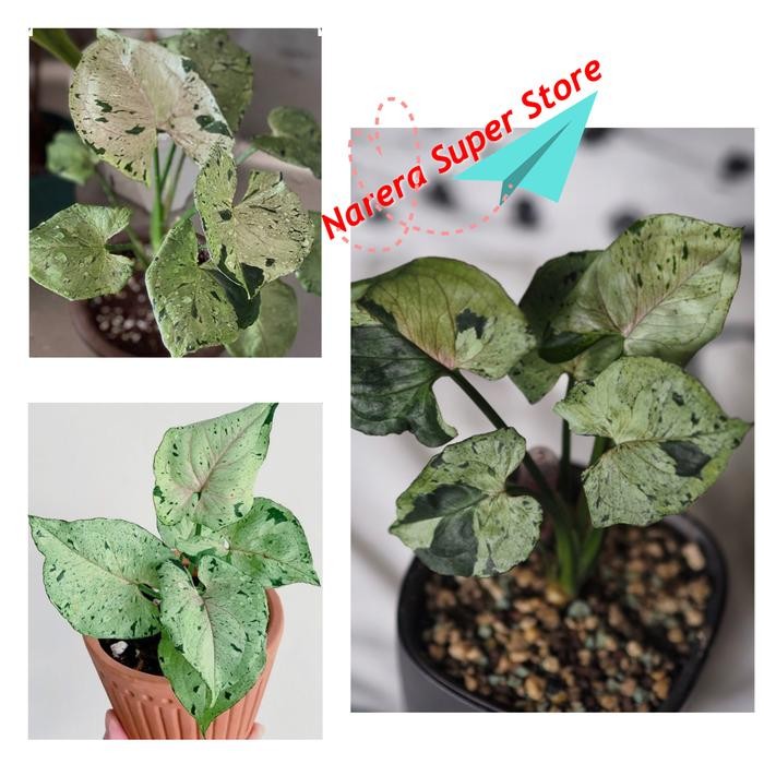 

Syngonium Green Splash Singonium Tanaman Hias Keladi Indoor Outdoor