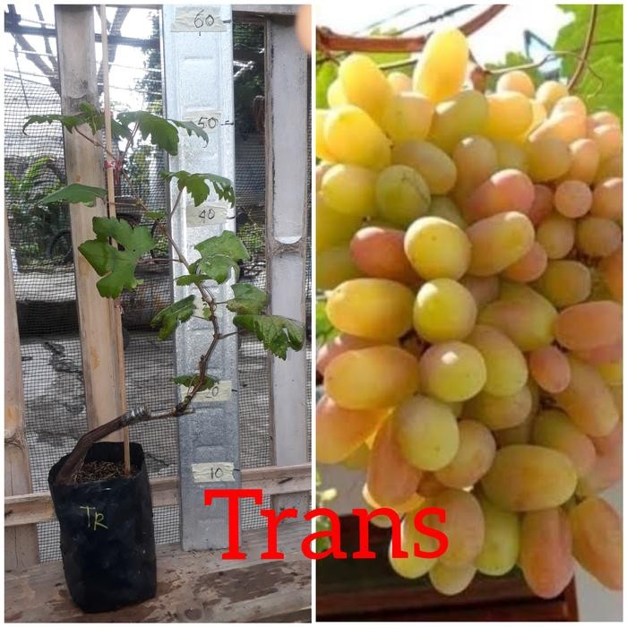 

Bibit Anggur import Trans