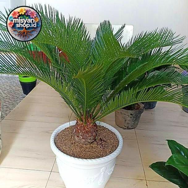 

Promo Tanaman hias palem sikas Pasti Hemat