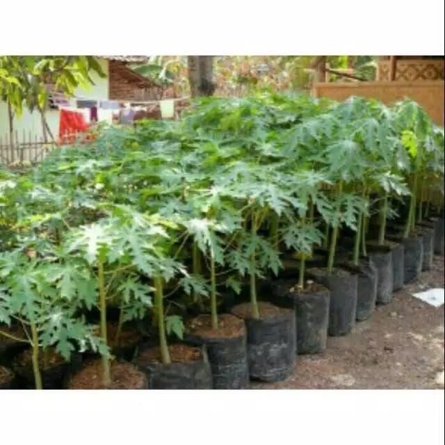 

Tanaman Pohon Pepaya California tinggi sekitar 50cm atau lebih