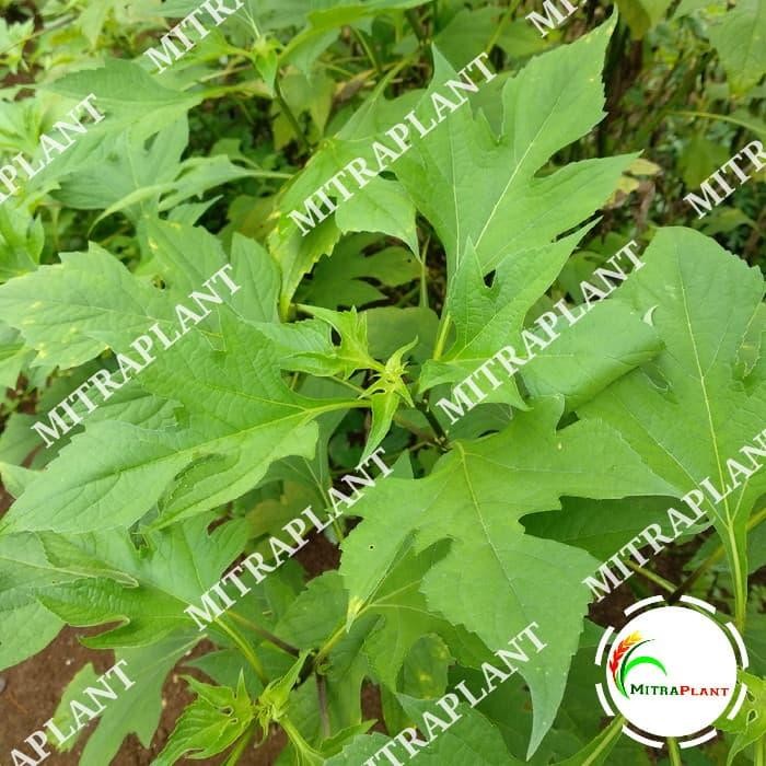 

LUXEHEALTH- Daun Insulin Kipahit Segar 500 Gram - Fresh Basah Daun Obat Herbal