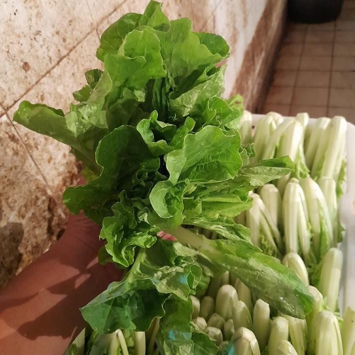 

LUXEHEALTH- Sawi Kriting