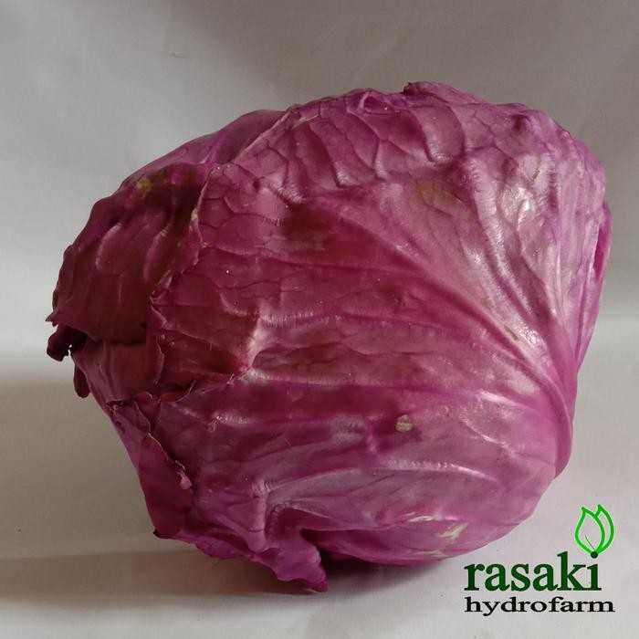 

LUXEHEALTH- Sayur Kol Ungu Organik Cabbage Purple 1 Kg Rasaki Hydrofarm Bogor