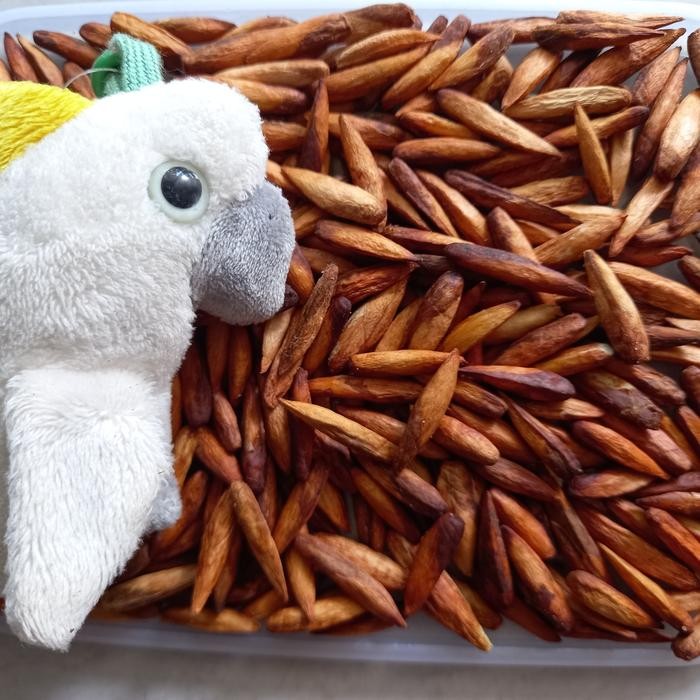 

kacang ketapang kupas 500gr