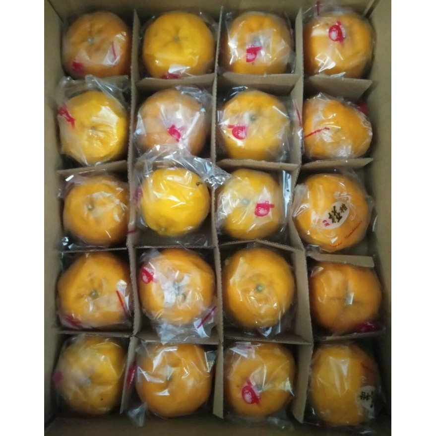 

Jeruk Wokam Mandarin