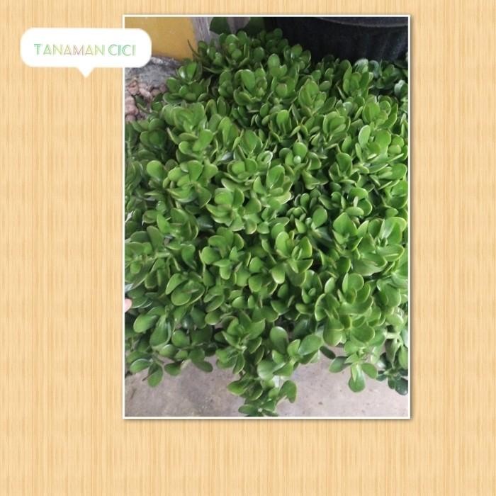 tanaman giok jade rimbun besar on pot coklat