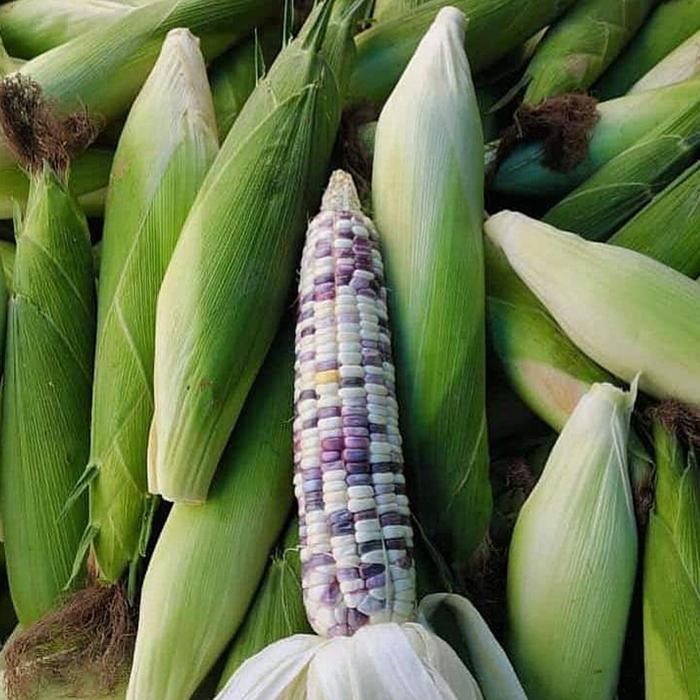 

Pilihan- Jagung Ketan Batik 1 Kilogram