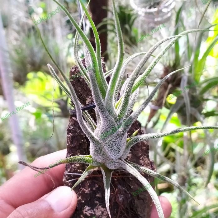 tillandsia pruinosa airplant