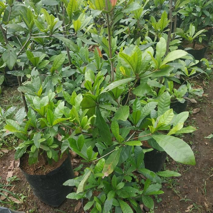 pohon tanaman buah miracle fruit /buah ajaib langka sudah berbuah