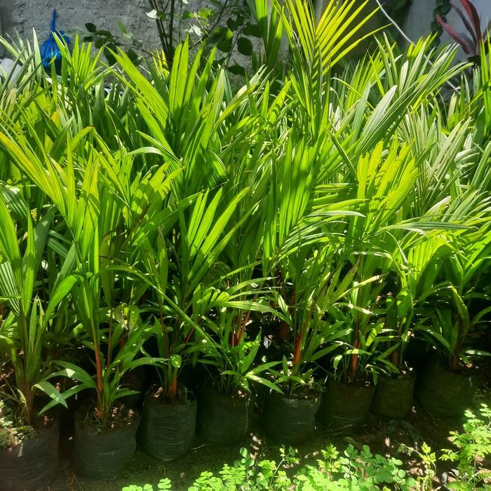 tanaman hias palem merah 1 meter pohon palem merah tinggi 1 meter palm