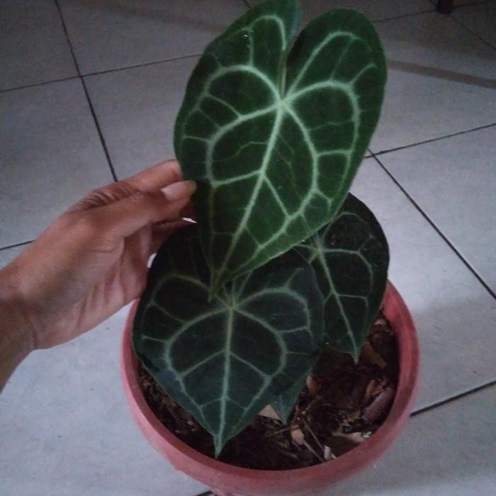 Tanaman hias kuping gajah Tarantula indukan