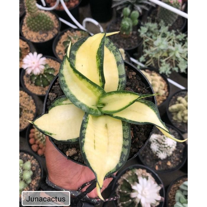 sansivera golden wendy mutasi