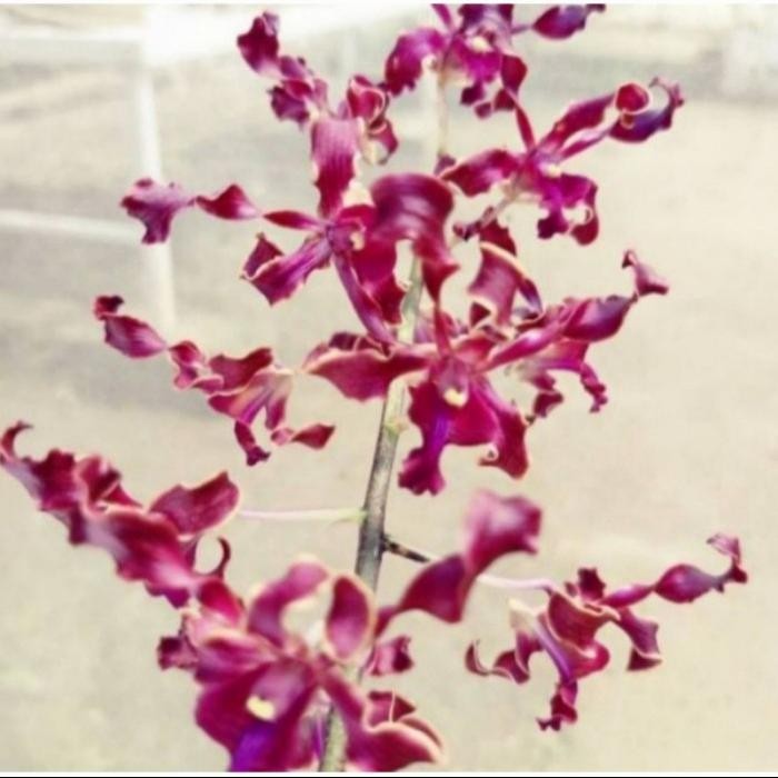 Anggrek dendrobium keriting bunga merah