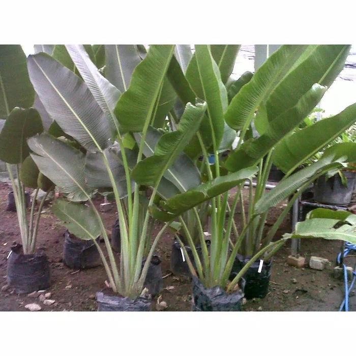 Tanaman hias pisang kipas hias tinggi 80-90 cm