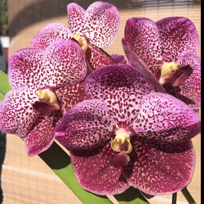 [ SPIKE ] Vanda Ratchaburi Sirirattana ( Vanda Rattana x Sirilak )