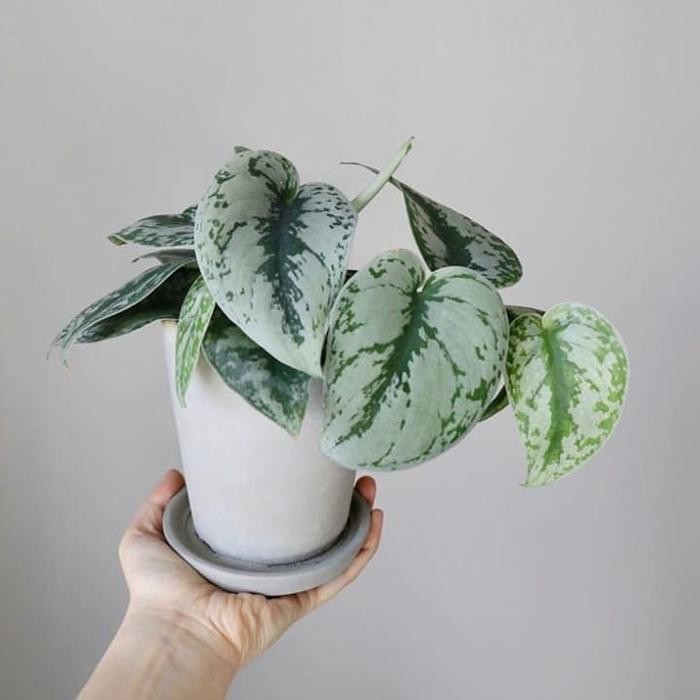 Siap Kirim Tanaman Hias Scindapsus Pictus Silvery Ann + Pot - Indoor Cantik