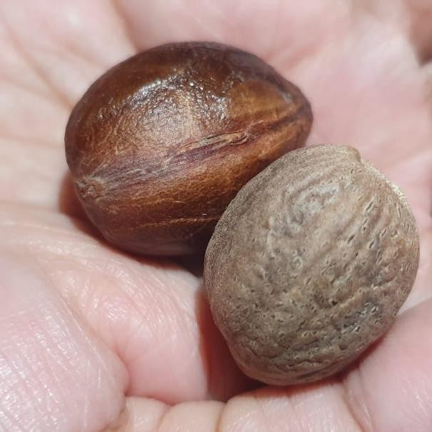 

Pilihan- Biji Pala Maluku Dengan Cangkang 1 Bungkus 50 Gr Estimasi 10 Biji