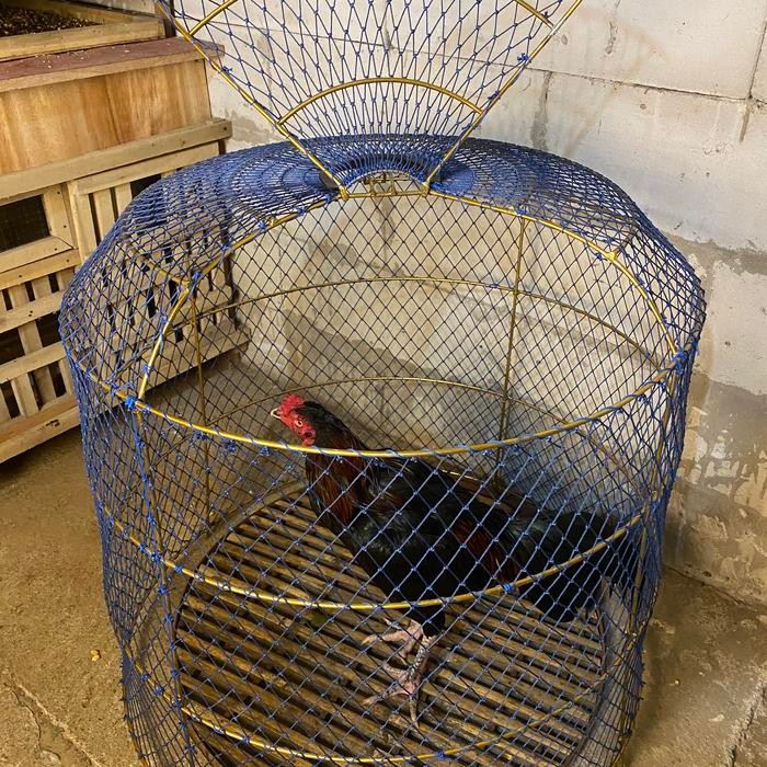 Kurungan ayam lipat model thailand