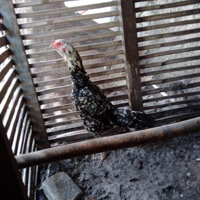 ayam bangkok f1betina