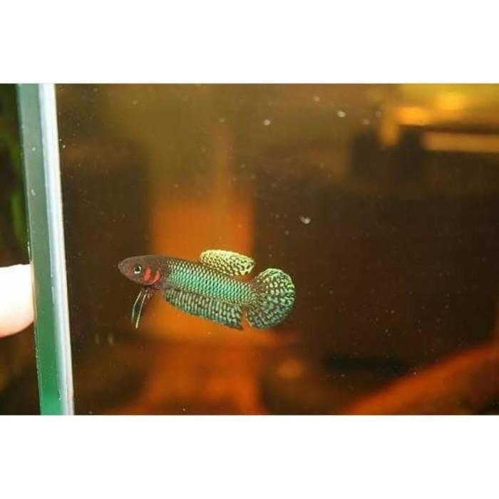 Wild betta hendra cupang alam Berkualitas