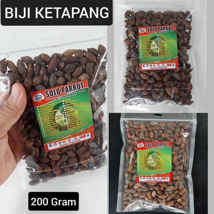 Biji Ketapang Untuk Makanan Burung Parrot