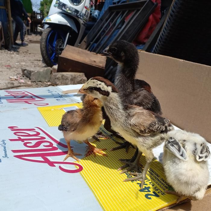 ayam pelung asli cianjur - Ayam pelung Asli