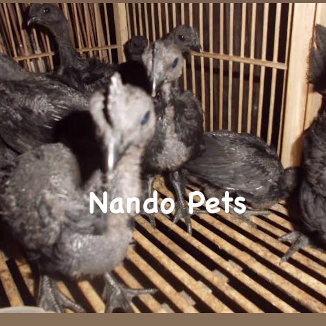 Ayam Cemani Asli Anakan Usia 1 bulanan setengah Original Cemani