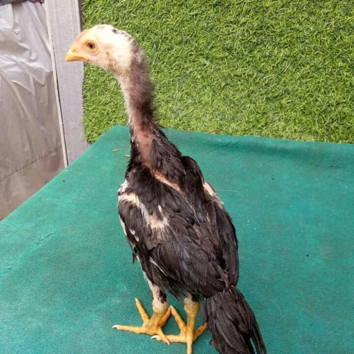 PPC Anakan Ayam Shamo ekor lidi 3ekor