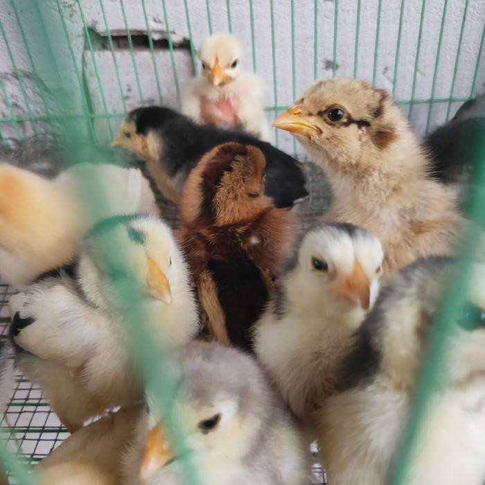 AYAM SAIGON BIRMA BANGKOK PAKHOY ANAKAN REMAJA INDUKAN READY