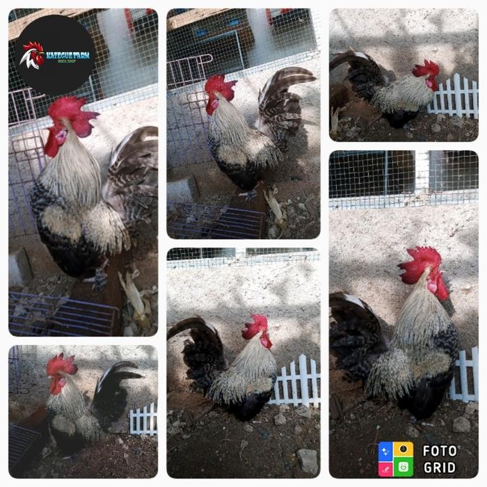 ayam jago kate jali istimewa