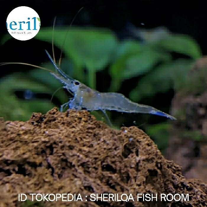 Pilihan- Udang Sulawesi Blue Leg / Blueleg Blue Tail