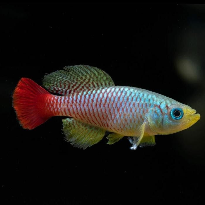 Pilihan- Killifish Guentheri Red / Guenteri Red Merah