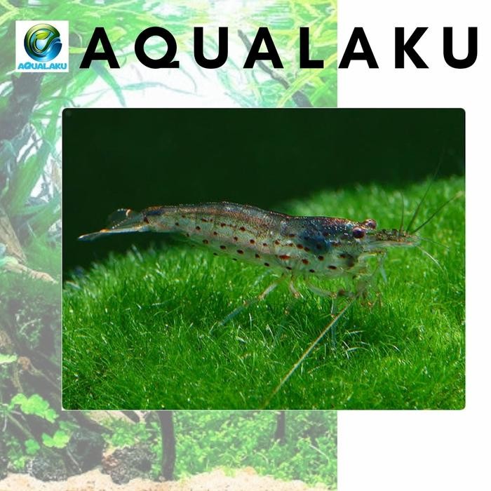 Pilihan- Aqualaku Amano Yamato Ori Shrimp