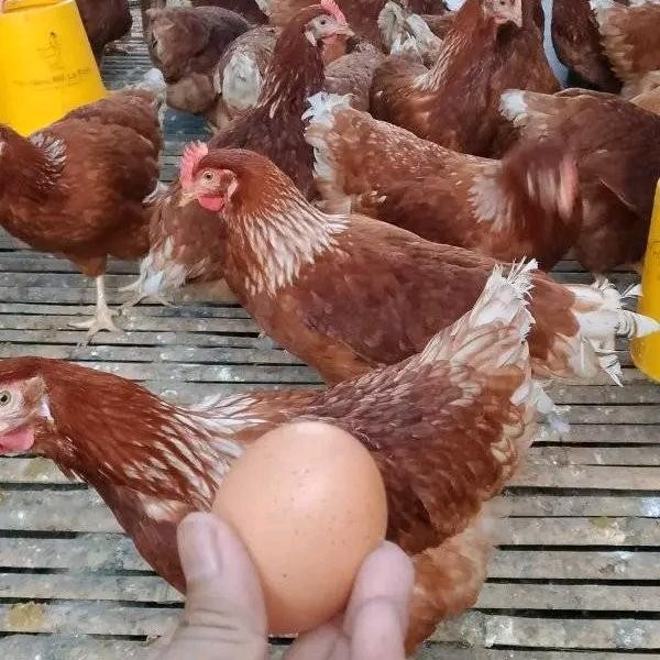 Pilihan- Ayam Petelur Bertelur Full Vaksin (Bogor dan sekitar)