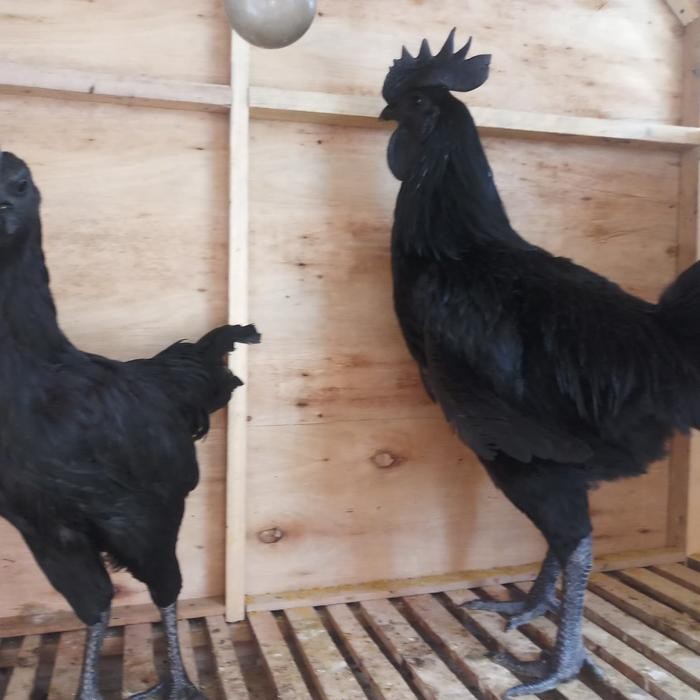 Ayam Cemani Indukan Sepasang