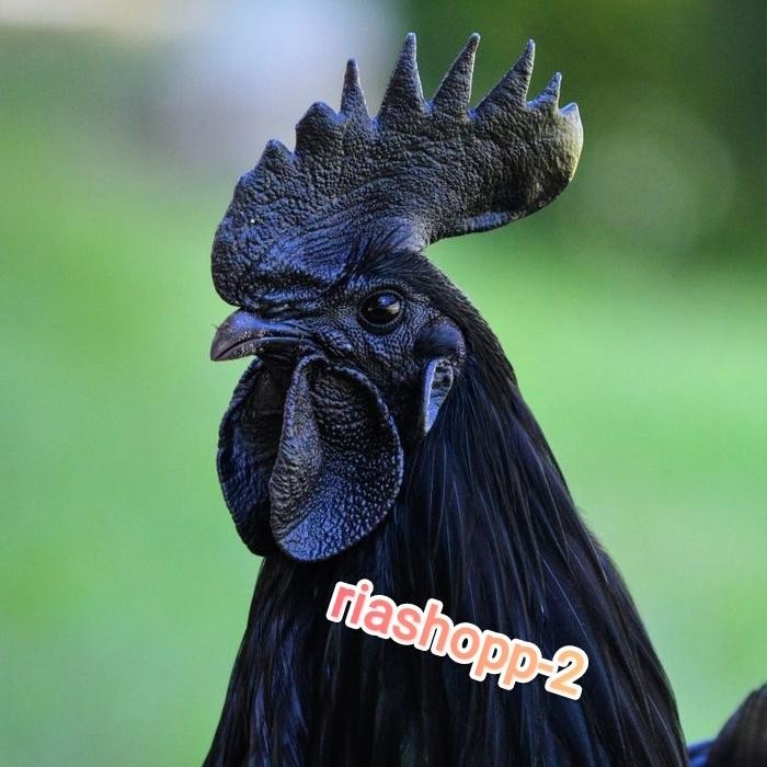 ayam cemani asli jantan tulen dewasa istimewa