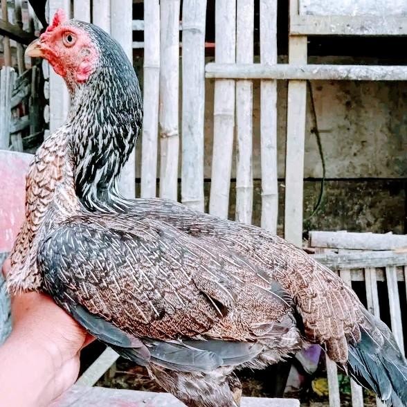 babon pama udah bertelur 7-9bulan