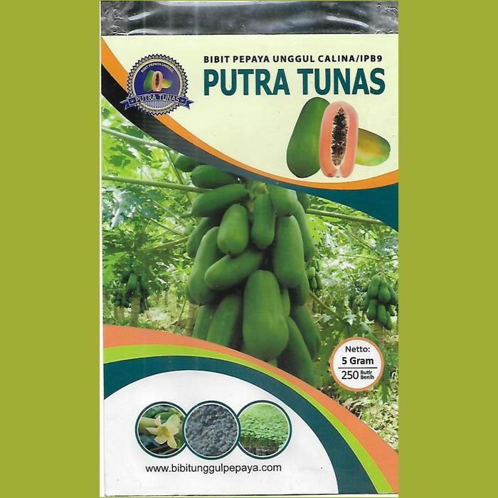 

Terbaru Bibit Pepaya Calina IPB9 5gr Isi 250 Butir Benih Unggul