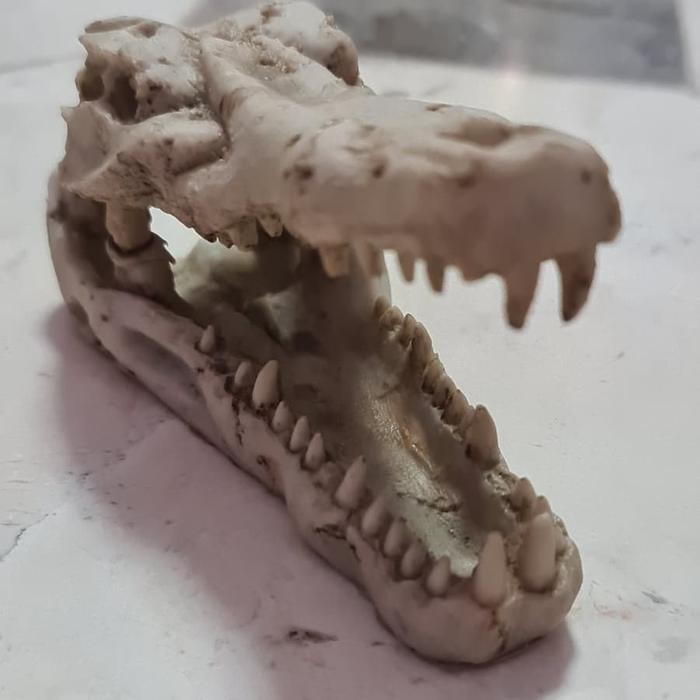 Tengkorak Buaya Fosil Hiasan Akuarium Terarium Dll