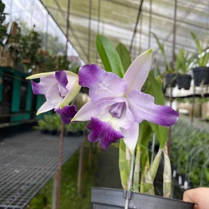 Anggrek cattleya Caraid mini Quinee Blue