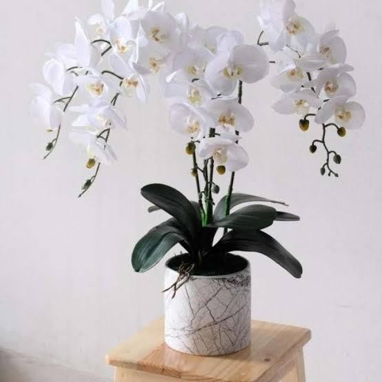 ANGGREK BULAN JUMBO PREMIUM SUDAH BERBUNGA & PASCA BUNGA SIAP TAMPIL