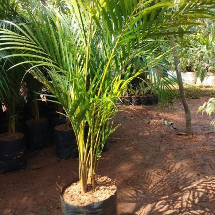 Pohon Palem Kuning 1 Meter