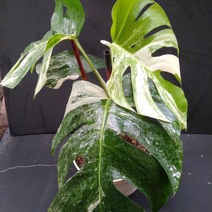 Monstera Albo Variegata / Variegated Monstera