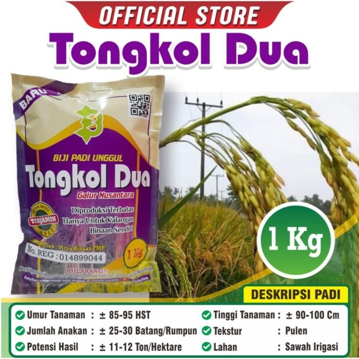 Padi Tongkol 2 / Biji Padi Unggul Tongkol 2 / Bibit Padi Tongkol Dua