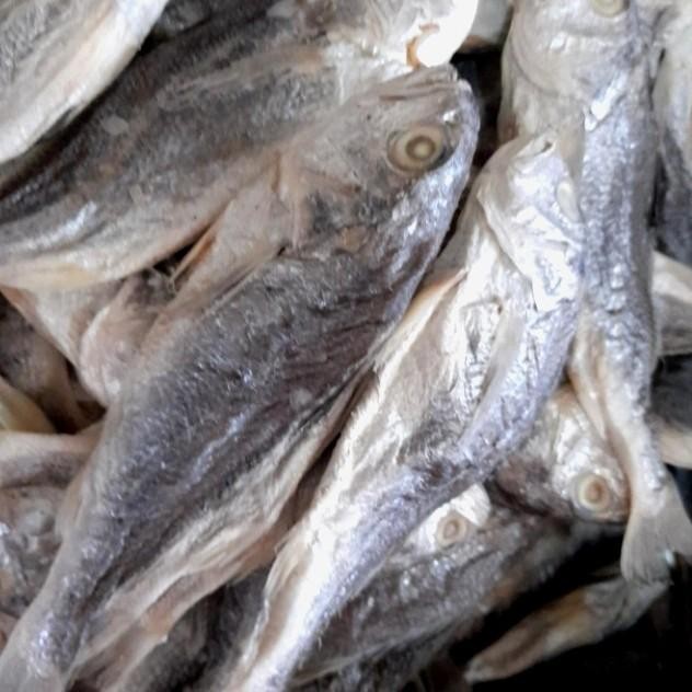

(Expert) Ikan Kepala Batu 500 gram