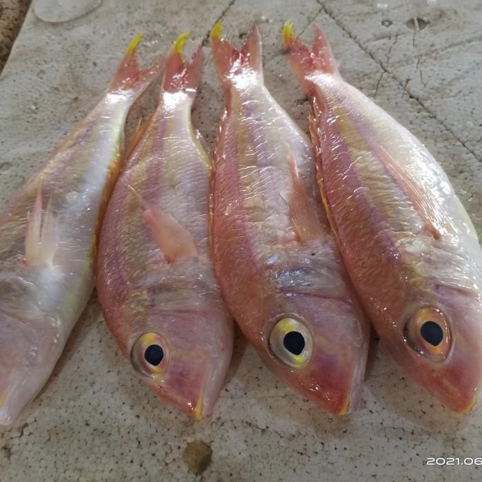 

(Expert) kakap krisi