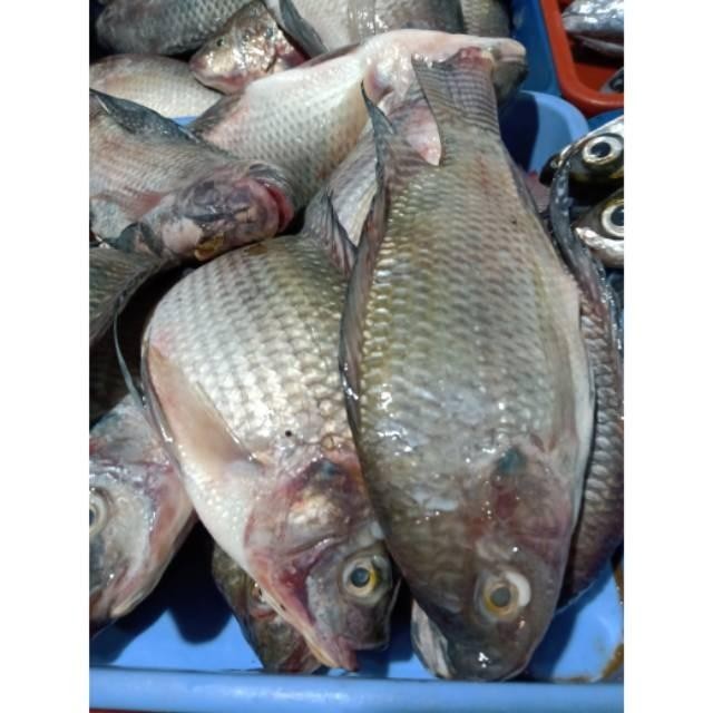 

(Expert) Ikan Mujaer Segar 1 kg