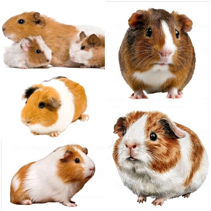 Jual Marmut Guineapig Lucu Imut Manja Jinak Lokal Hias Hewan Peliharaan Menggemaan
