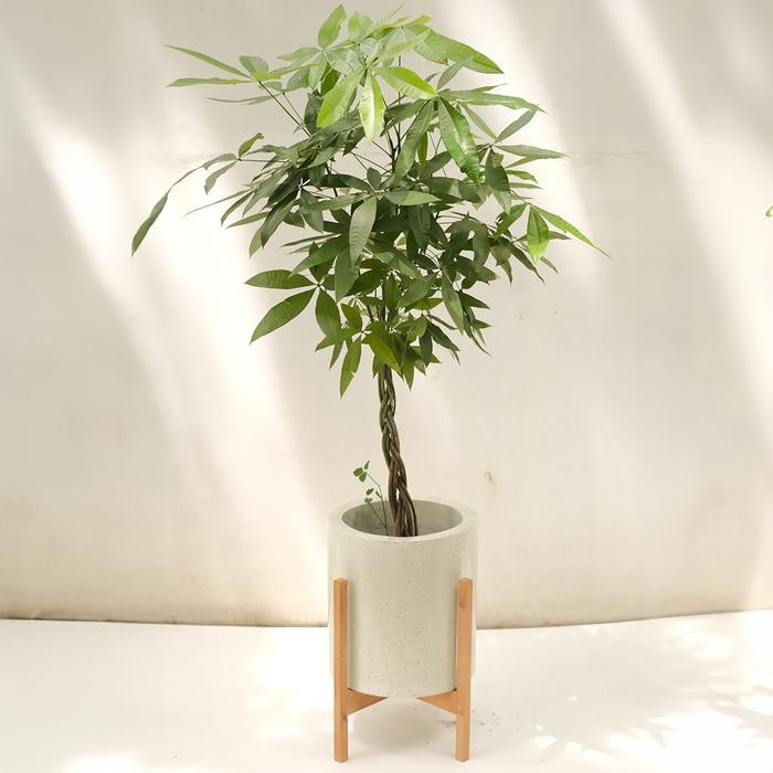 Terlaris Tanaman Hias Pachira Kepang (Money Tree)